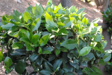 Green Lingustrum - ( Ligustrum japonicum )