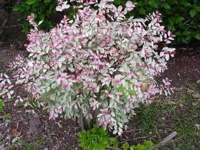 Snowbush - ( Breynia disticha )