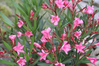 Oleander - ( Nerium oleander )