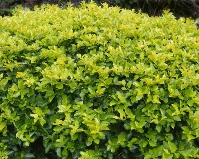 Gold Mound Duranta - ( Duranta repens