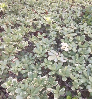 Variegated Pittisporum - ( Pittisporum tobira 'variegata' )