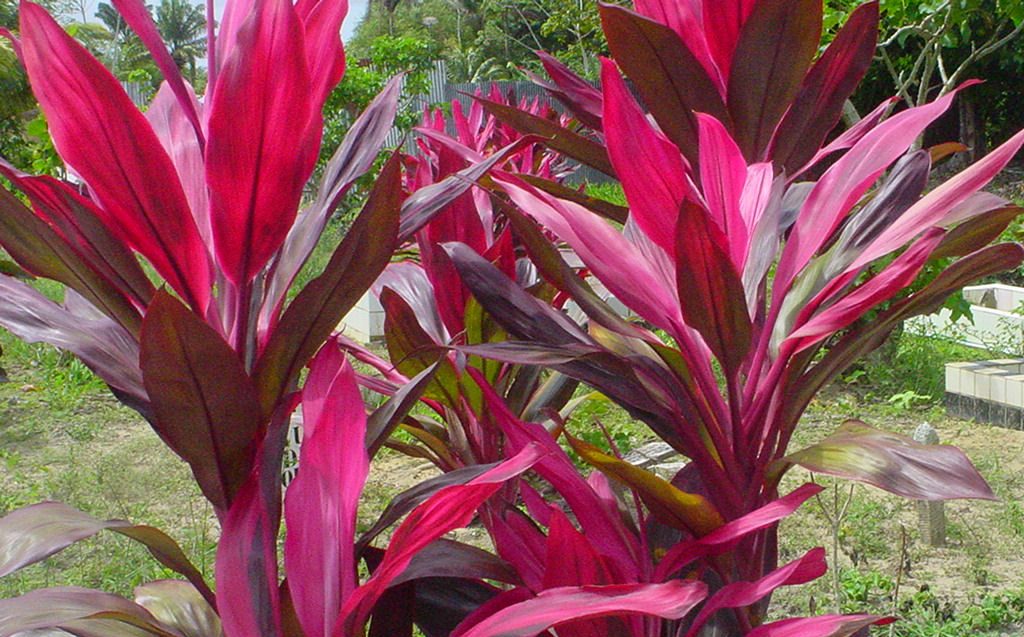 Cordyline - ( Cordyline fruticosa ) "Red Sister"