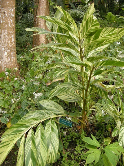 Variegated Shell Ginger - ( Alpinia zerumbet 'Variegata' )