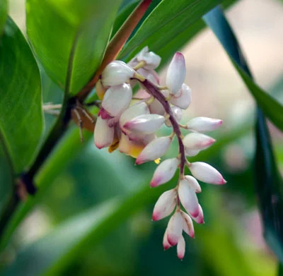Shell Ginger - ( Alpinia zerumbet )