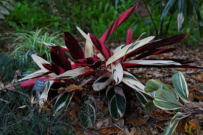 Stromanthe Triostar- ( Stromanthe sanguinea )