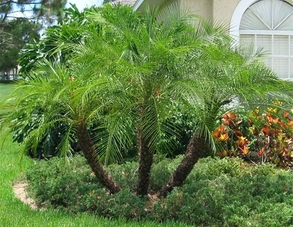 Pygmy Date Palm - ( Phoenix roebelenii)
