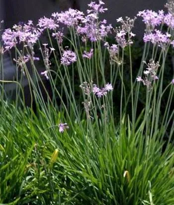 Society Garlic - ( Tulbaghia violacea )