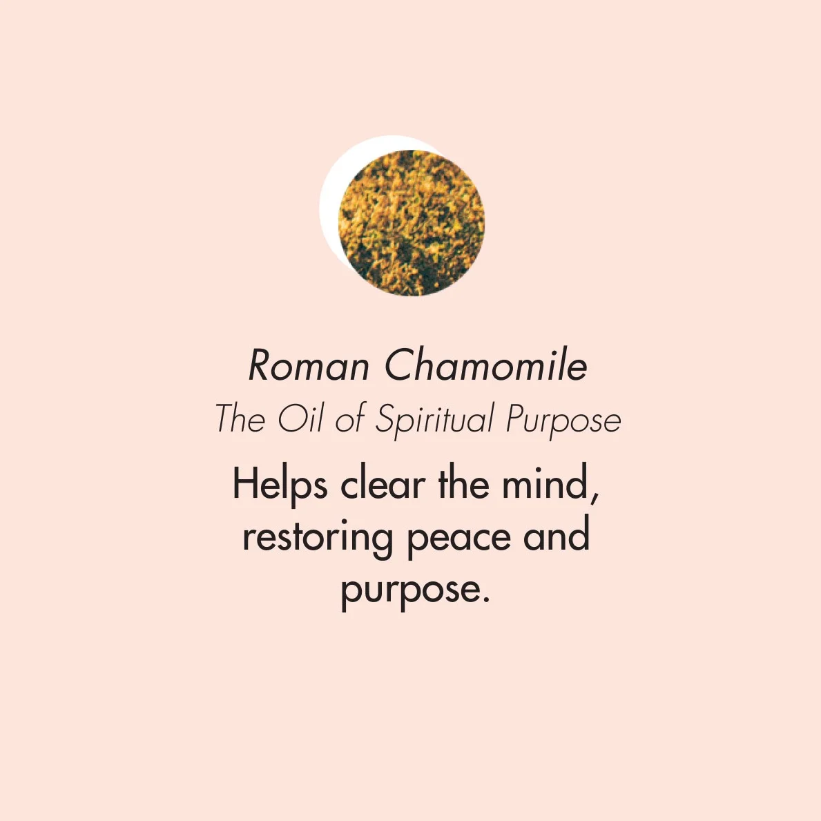 ptb_oils_romcham.jpg