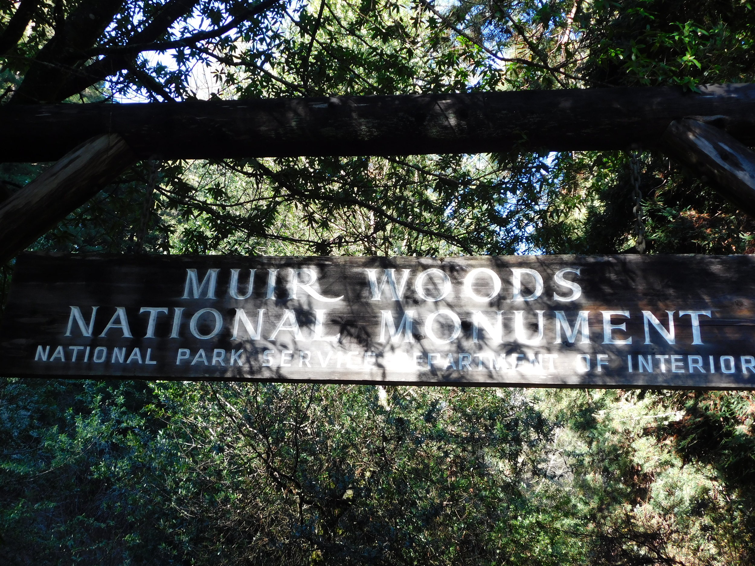  Visiting the Redwood tree park 