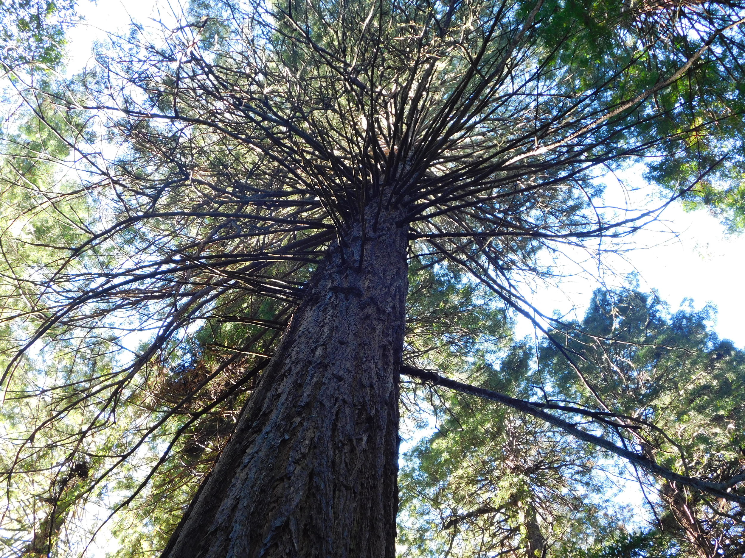  Tall Redwood trees! 