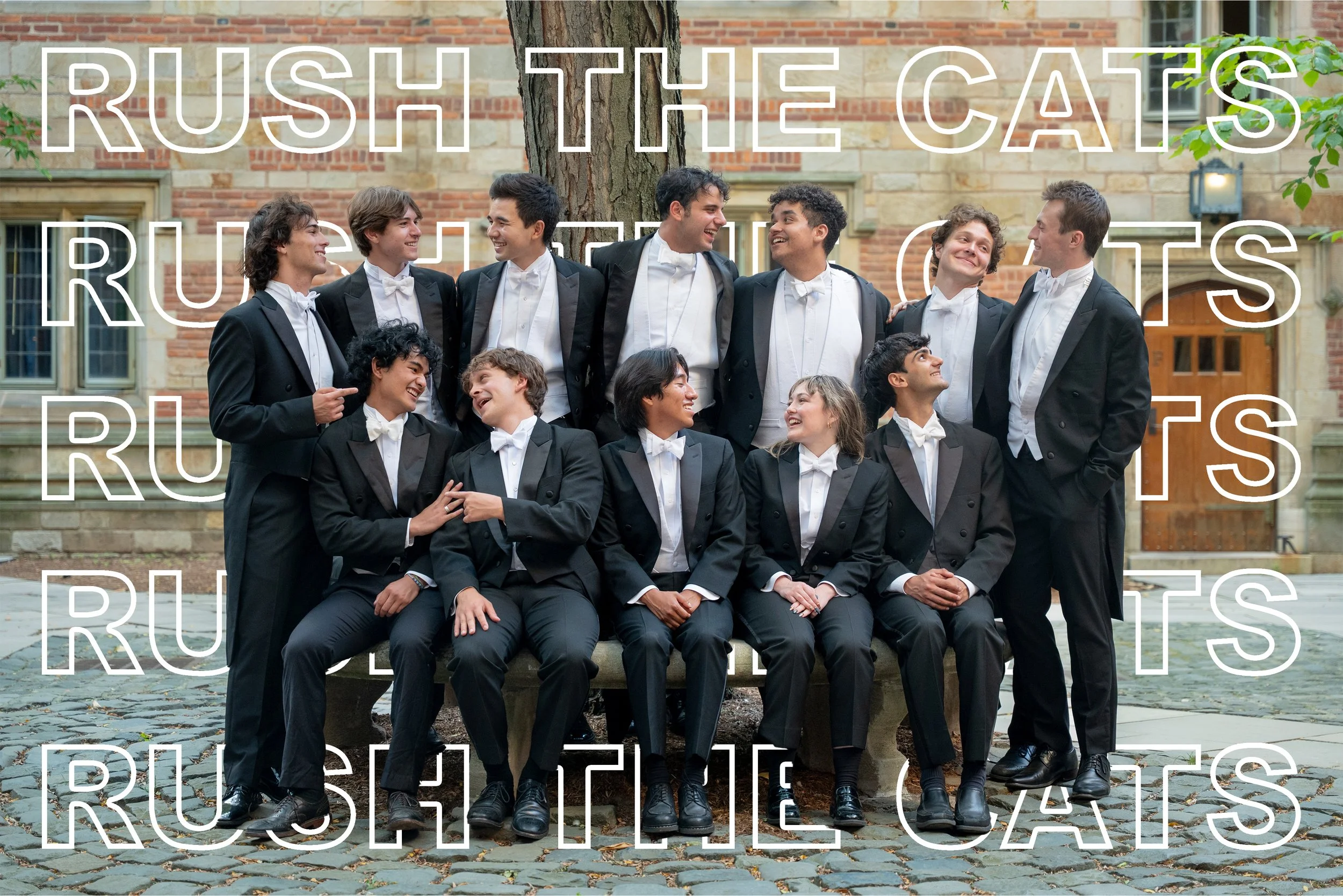 RUSH THE CATS
