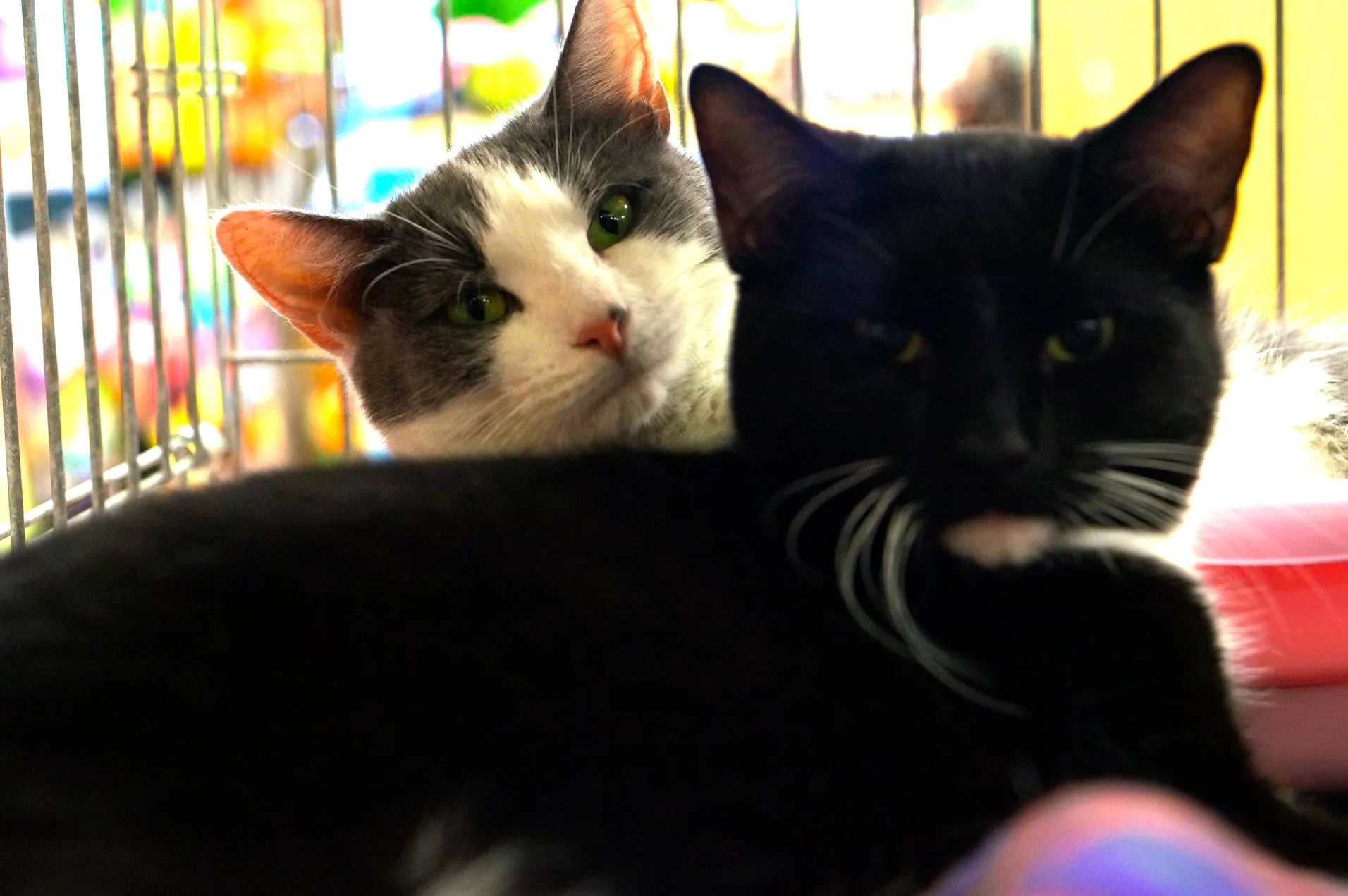 FEATURED ADOPTABLE: BABY &amp; SHADOW 10 months old.These two bonded kitties were adopted several months ago and then returned because "they got too big" frown emoticon These cats are very sweet and affectionate. They are Always together. Double you…