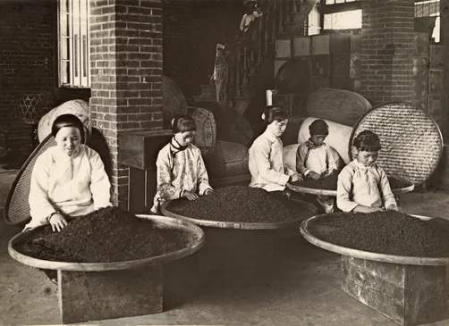 Tea ladies doing quality control. They are sorting through tea leaves and picking out the teas that are not up to standard.