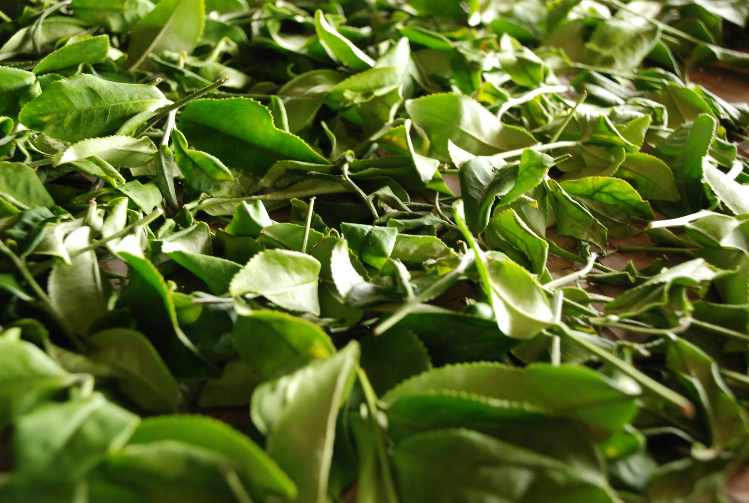 tea leaves oxidizing on bamboo baskets