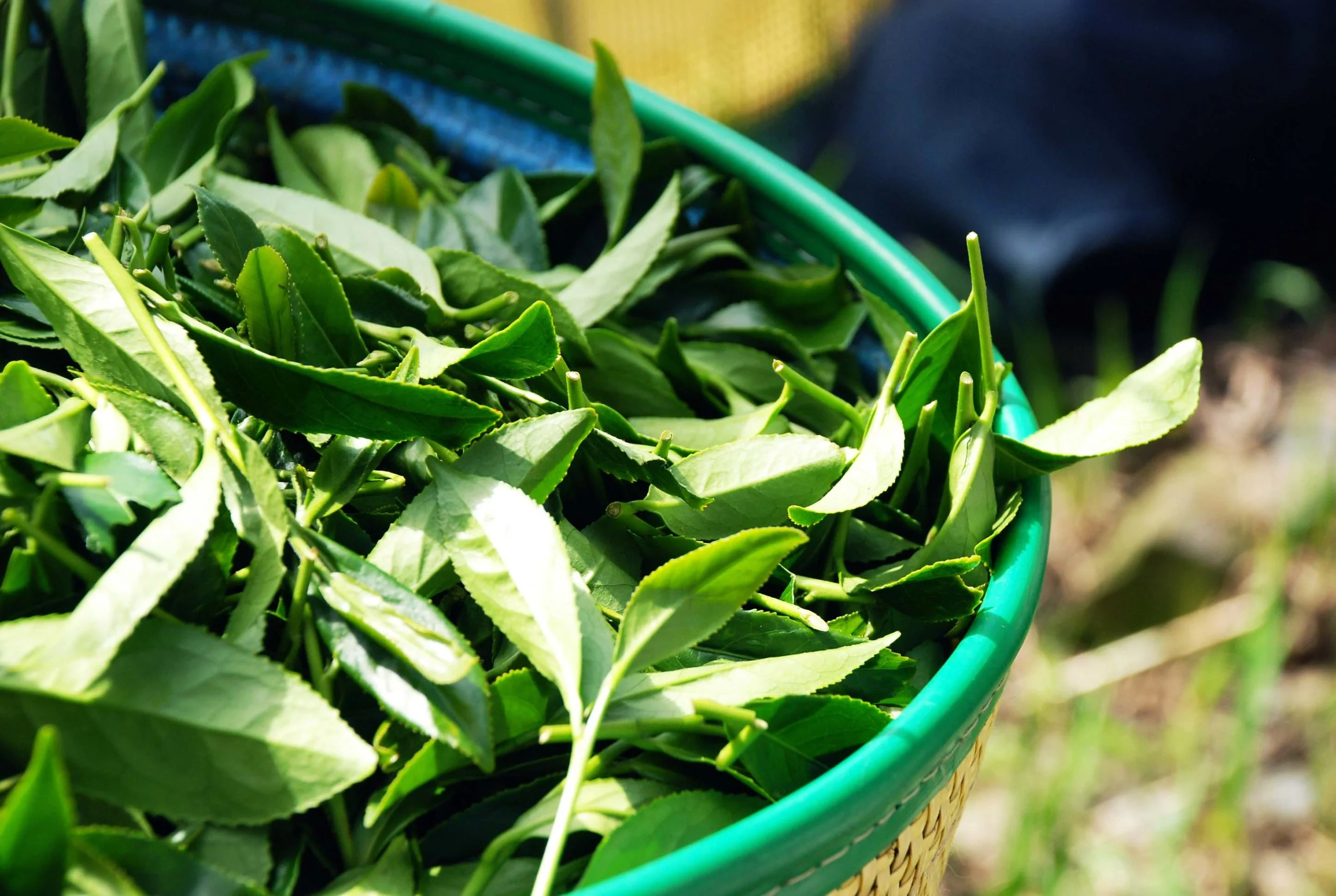 Fresh tea leaves in Ren’ai spring harvest season.