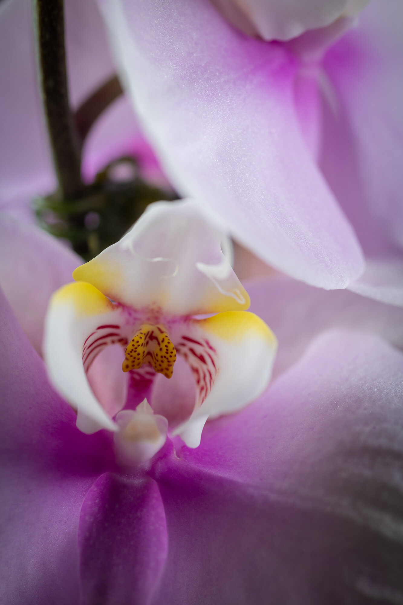 Magenta Iris Flower