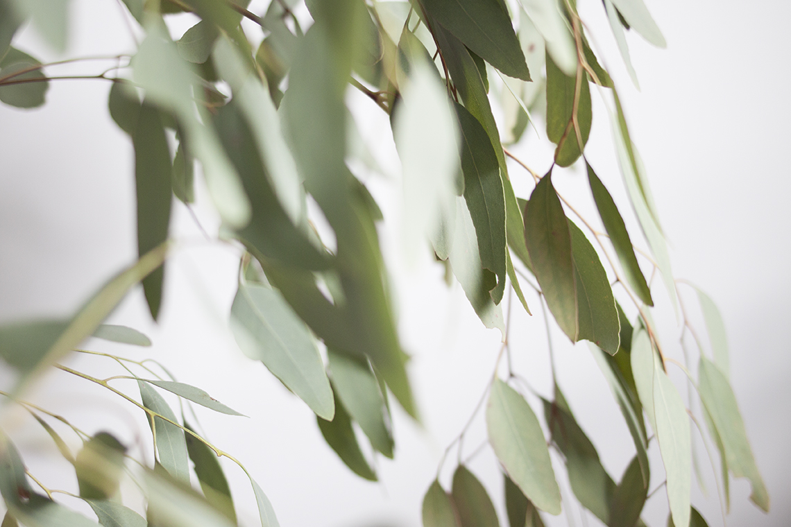 Eucalyptus Photographs