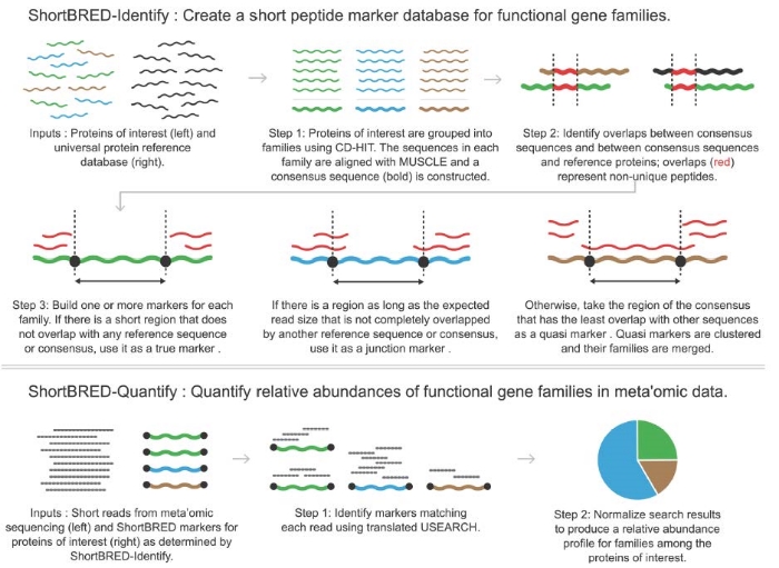 High-specificity targeted functional profiling in microbial communities with ShortBRED. Kaminski et al. PLOS Computational Biology 2015
