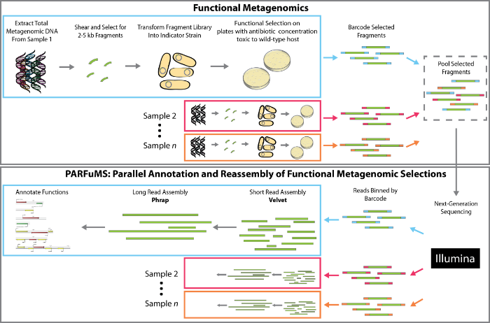 The Shared Antibiotic Resistome of Soil Bacteria and Human Pathogens. Forsberg, Reyes et al. Science 2012