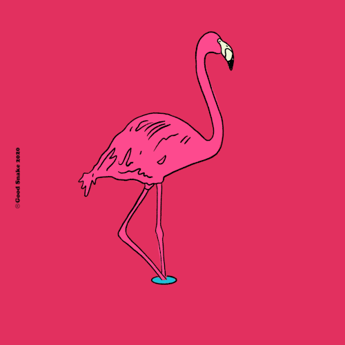 flamingo-cartoon-animal.gif
