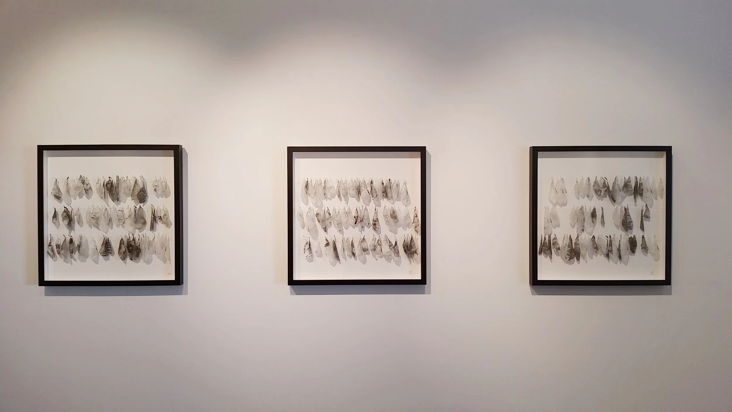 There are stories on their wings - Copy.jpg