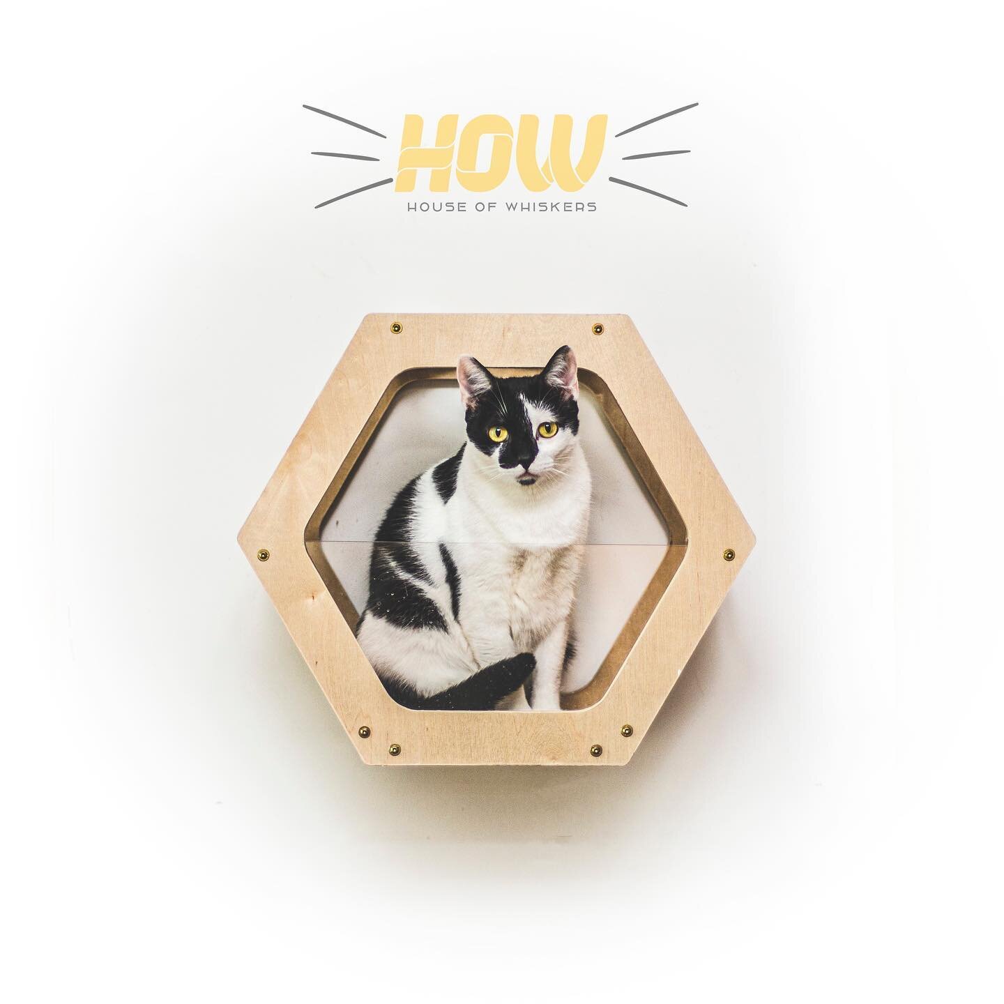 Poki enjoying the view from the Hive house. 

This can be wall mounted or on the floor stand.