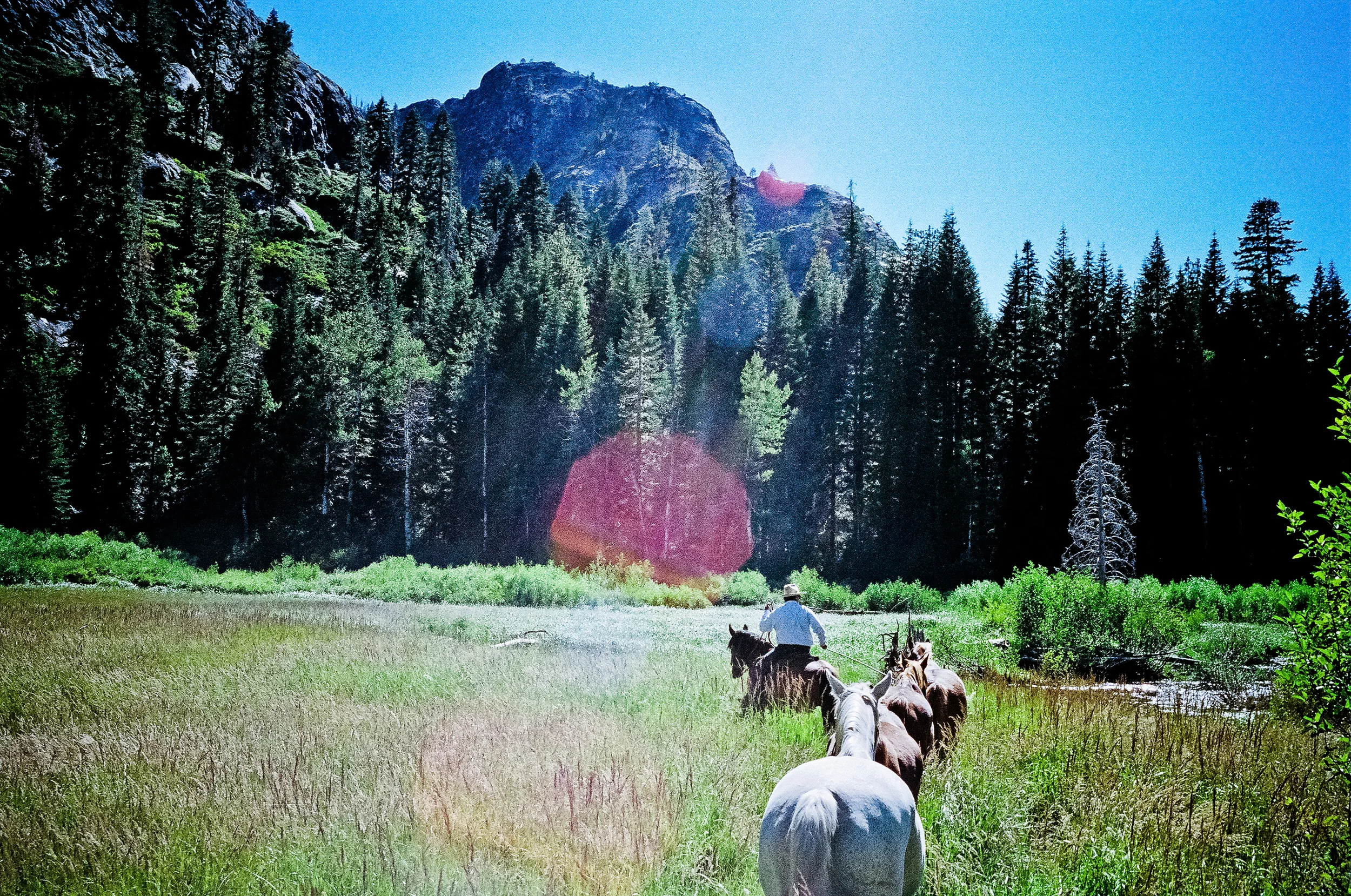 grazing