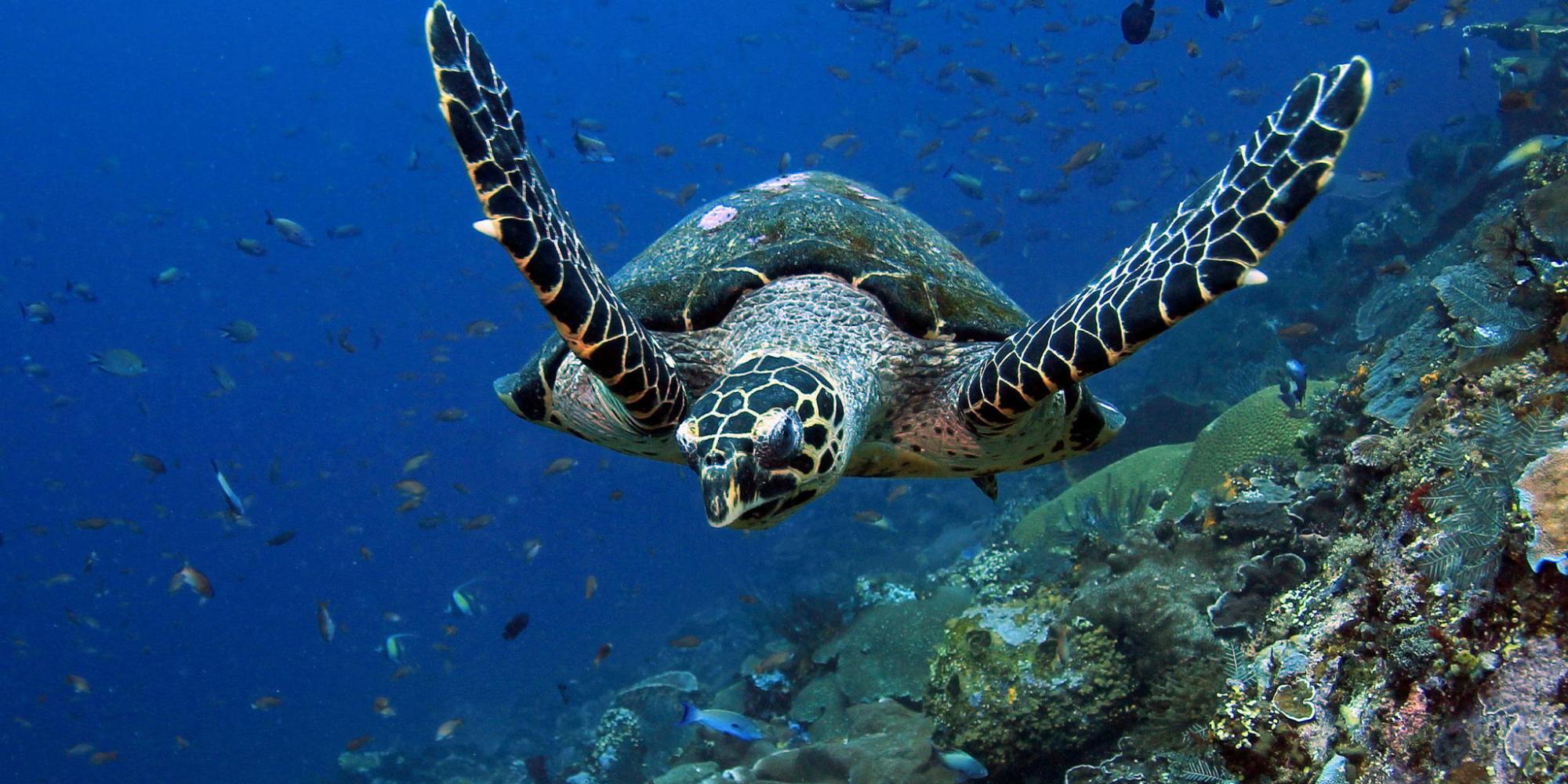 Рыбы морская черепаха. Черепаха бисса (Каретта). Морская черепаха бисса настоящая Каретта. Ястребиная морская черепаха. Морская черепаха Пакистан.