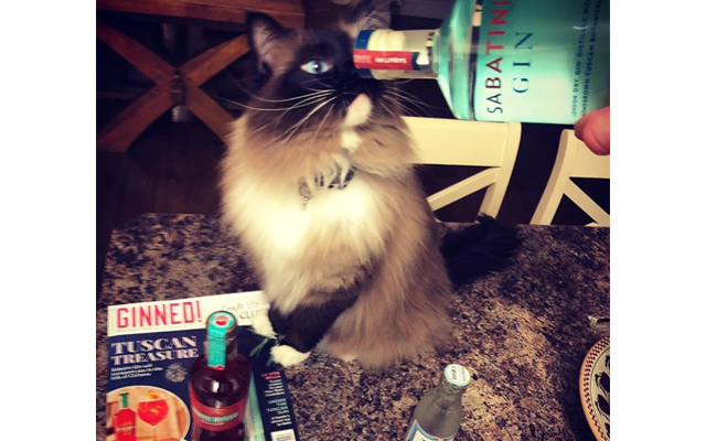 Ragdoll+cat+sabatini+gin.png