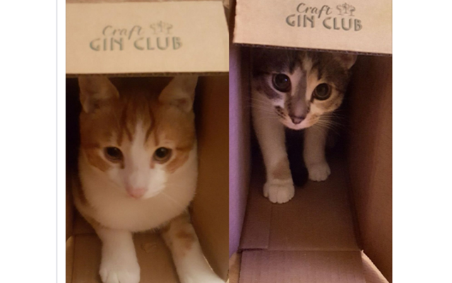 kittens+craft+gin+boxes.png
