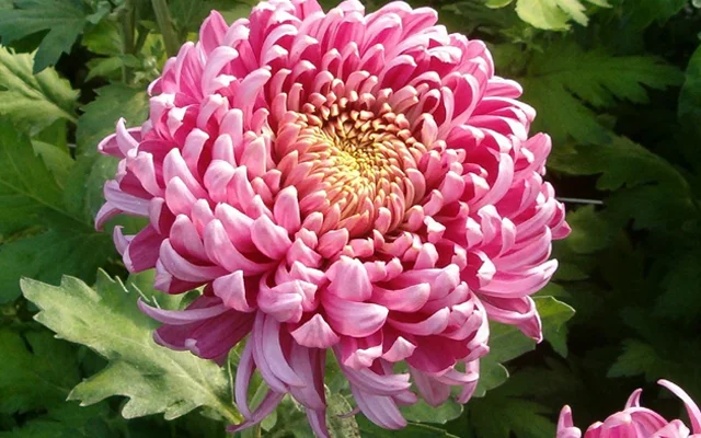 Flowers Mother's Day.jpg
