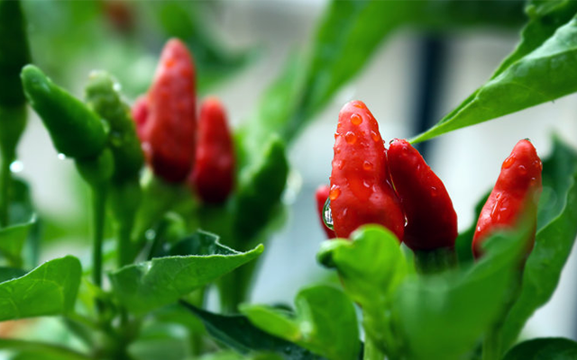 chilli-plant.png