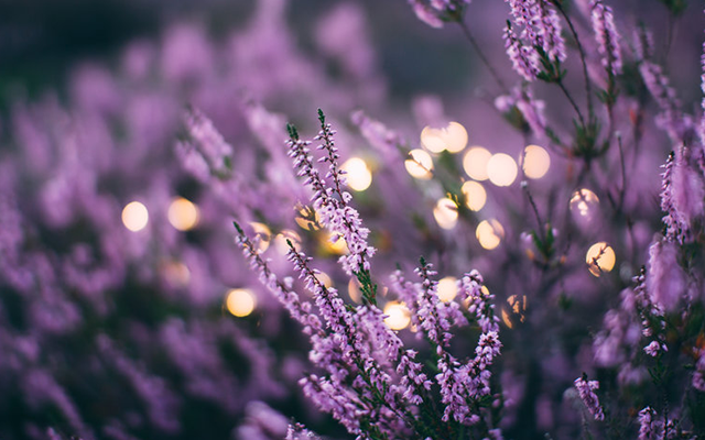 lavender-bush.png