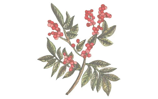 pink pepper botanical.jpg
