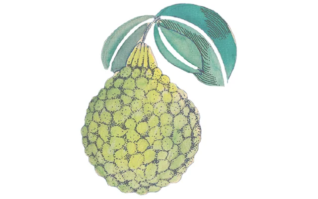 kaffir lime botanical.jpg