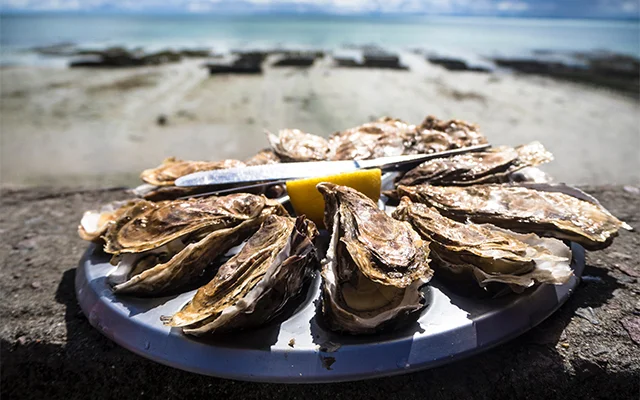 oysters.jpg