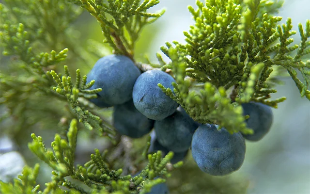 JUNIPER-BERRIES.jpg