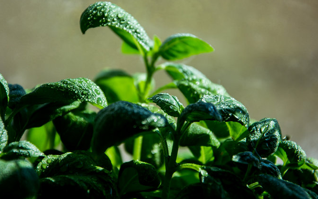 basil.png