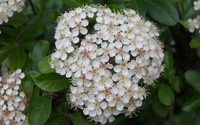 The Angelica flower