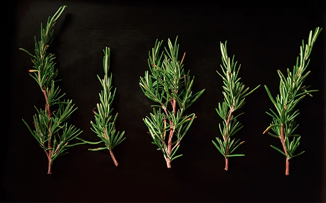 ROSEMARY.jpg