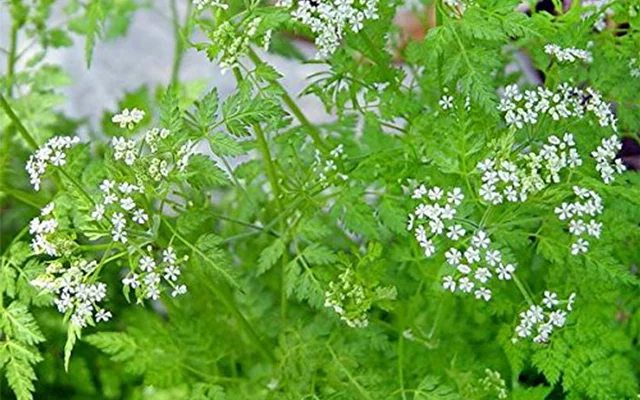 chervil.jpg