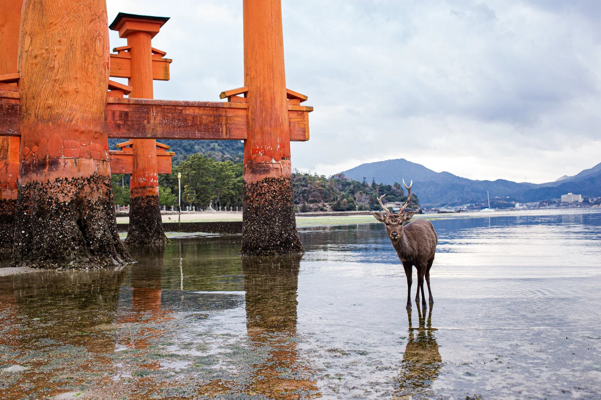 Wild deer treading water next to the torii gate during ebb tide.