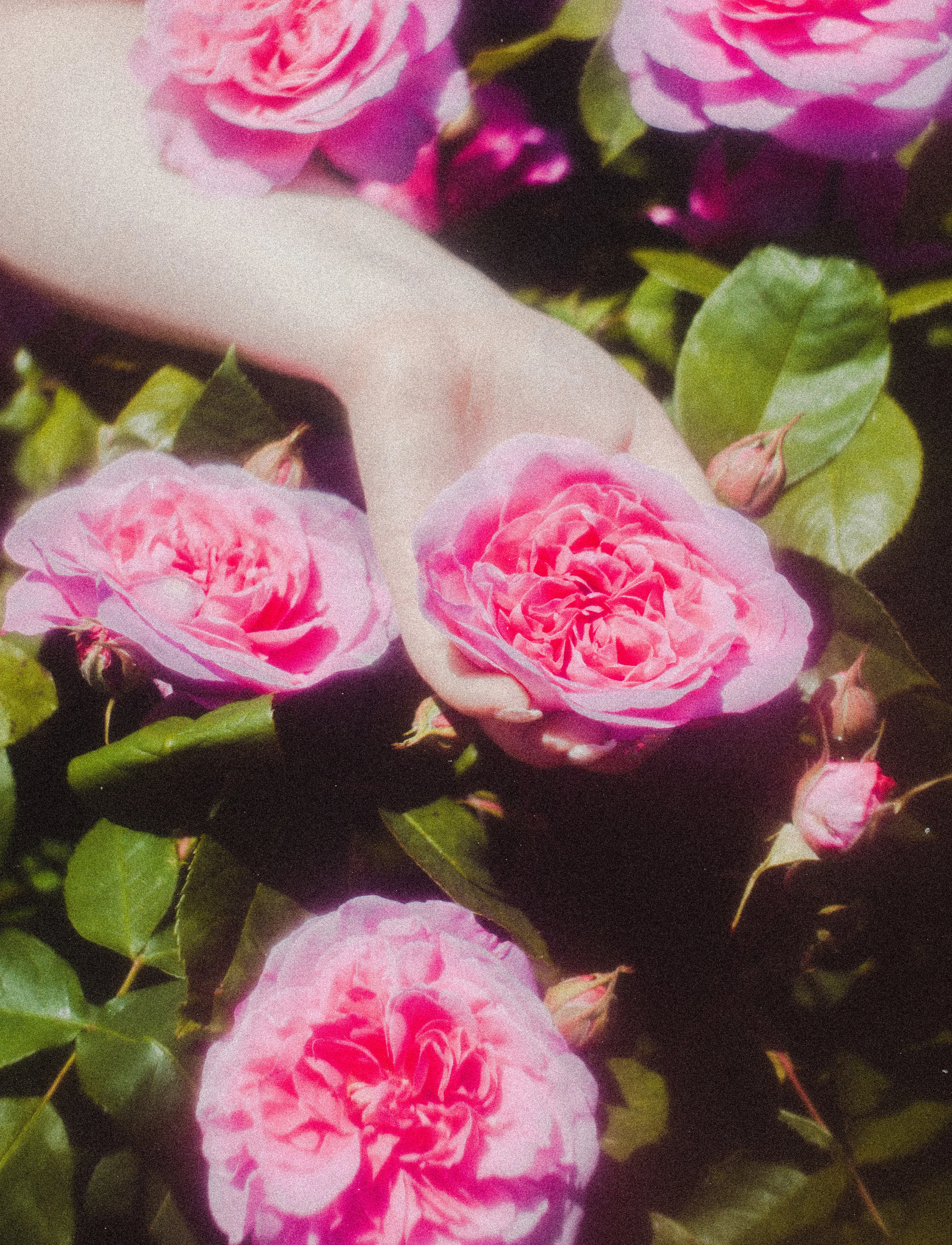 klaudia flower portraits may 2019 (14).jpg
