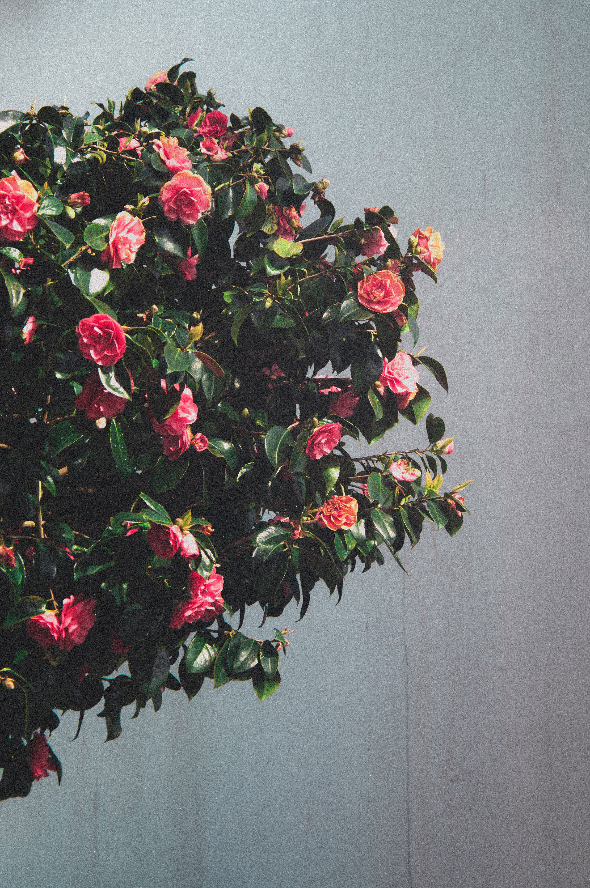 Flower Photography in Cornwall, UK April '19 - April '20