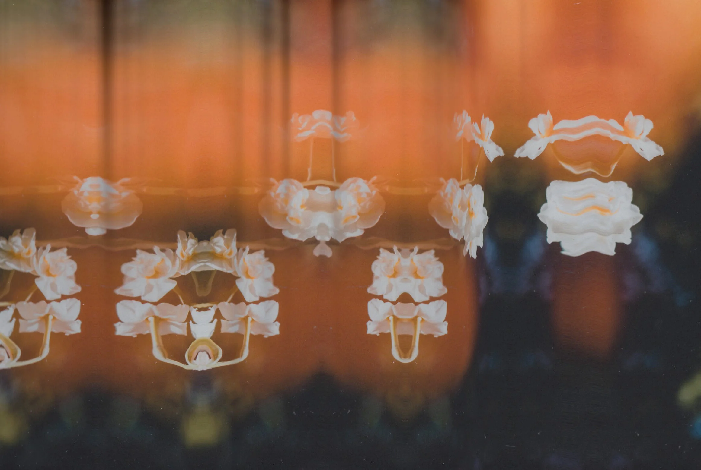 Flower Photography in Cornwall, UK