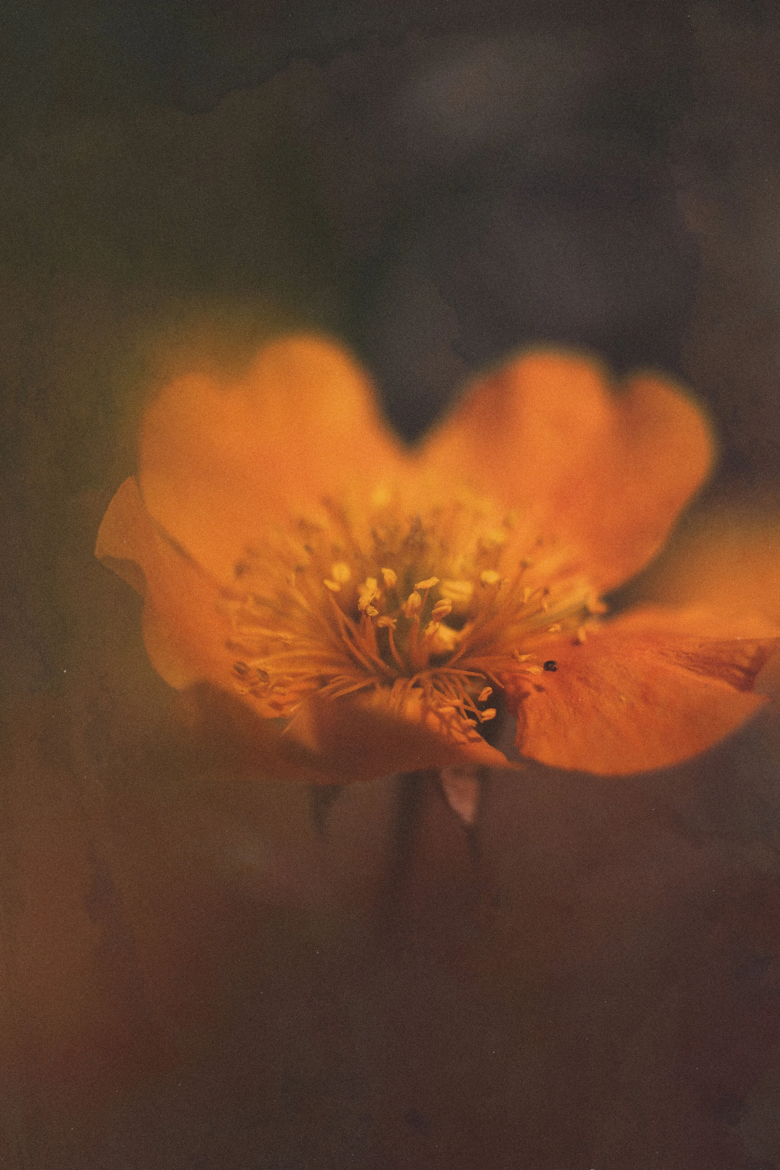 Flower Photography in Cornwall, UK April '20 - May '20