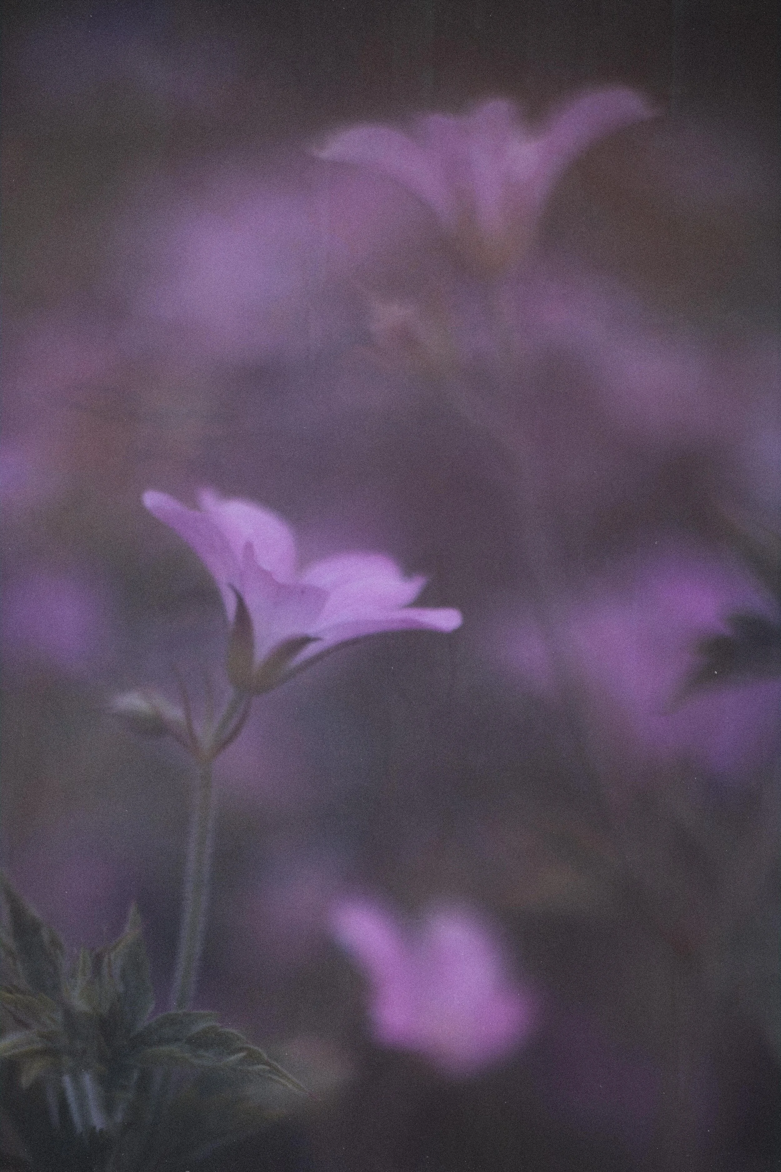 Flower Photography in Cornwall, UK