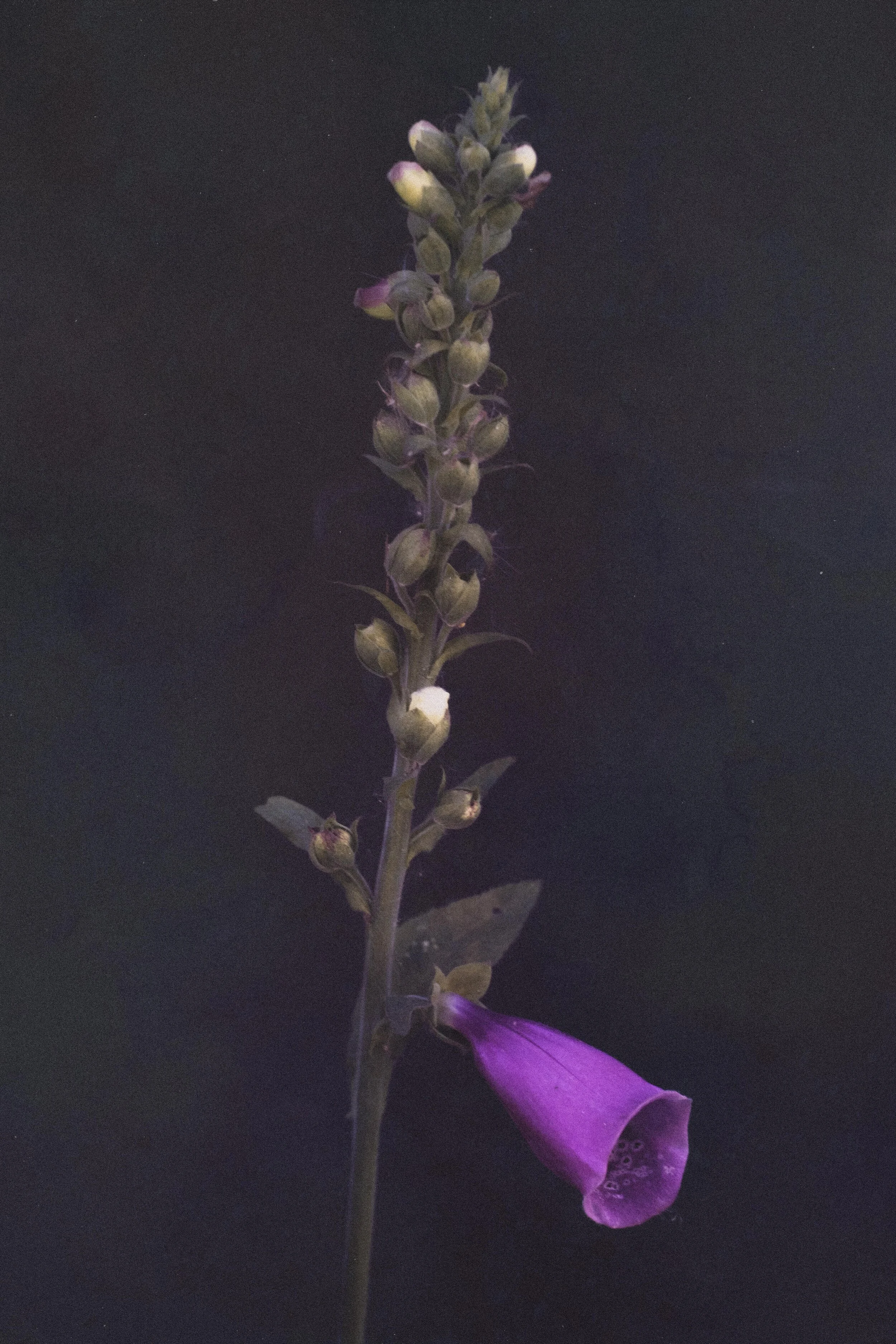 Flower Photography in Cornwall, UK, May '20 - June'20