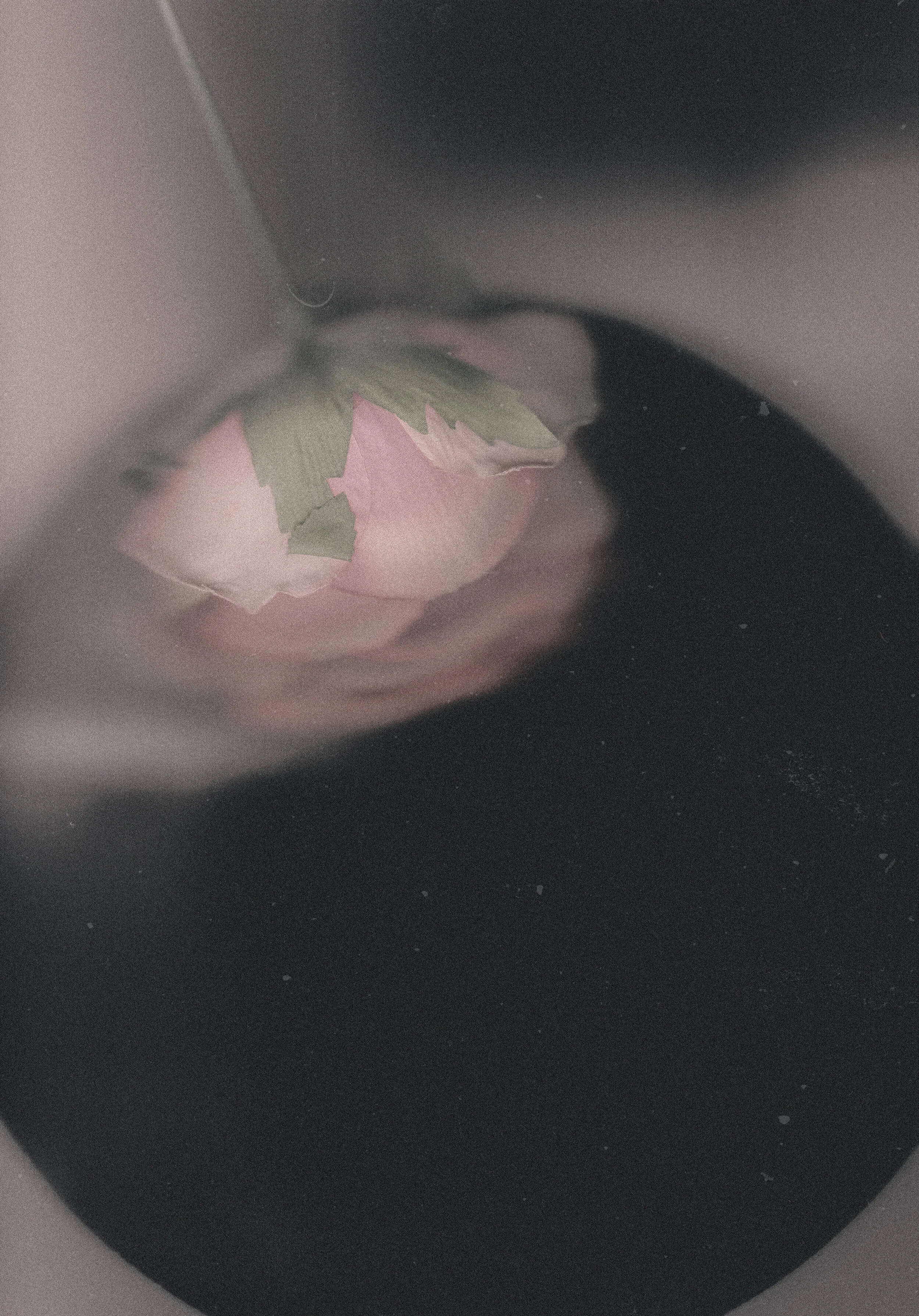 Scanned Flower Photography in Cornwall, UK