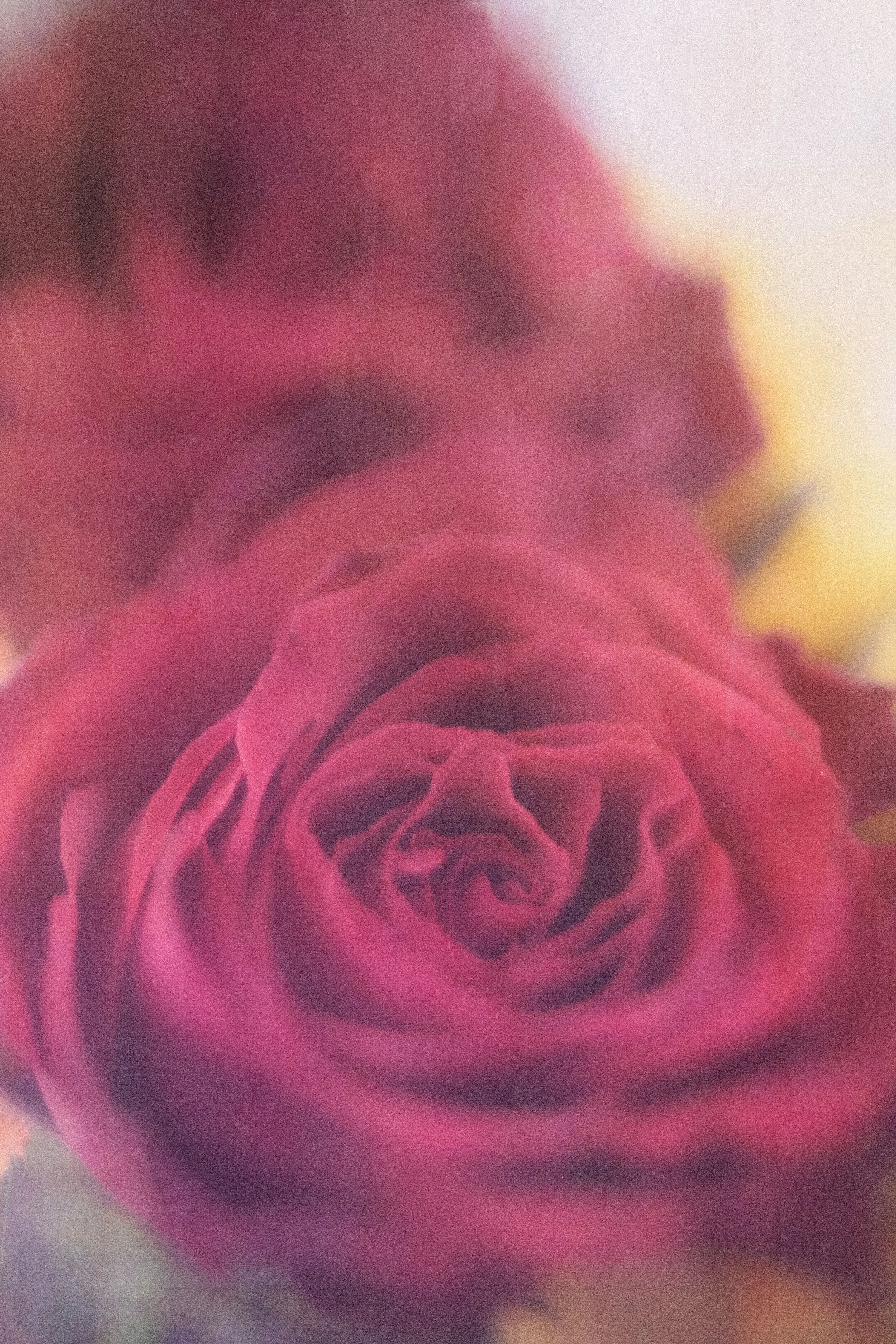Flower Photography in Cornwall, UK June '20 -  July '20